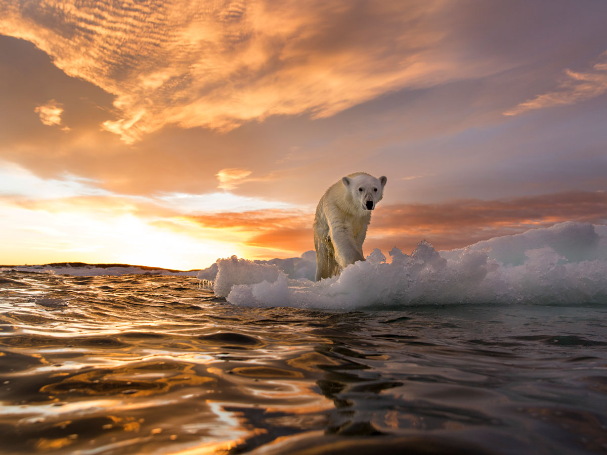 Canada, Nunavut Territory, Repulse Bay: Polar Bear stands on melting sea ice at sunset near Harbour Islands 