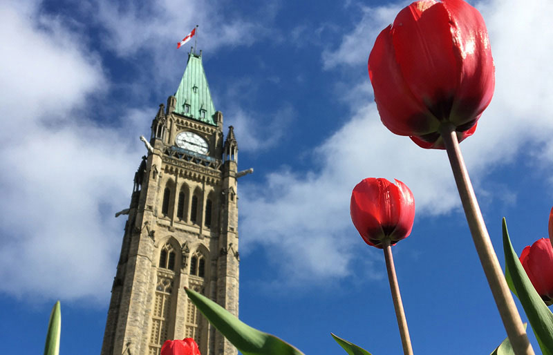 Peace Tower on Parliament hill with red tulips in foreground
